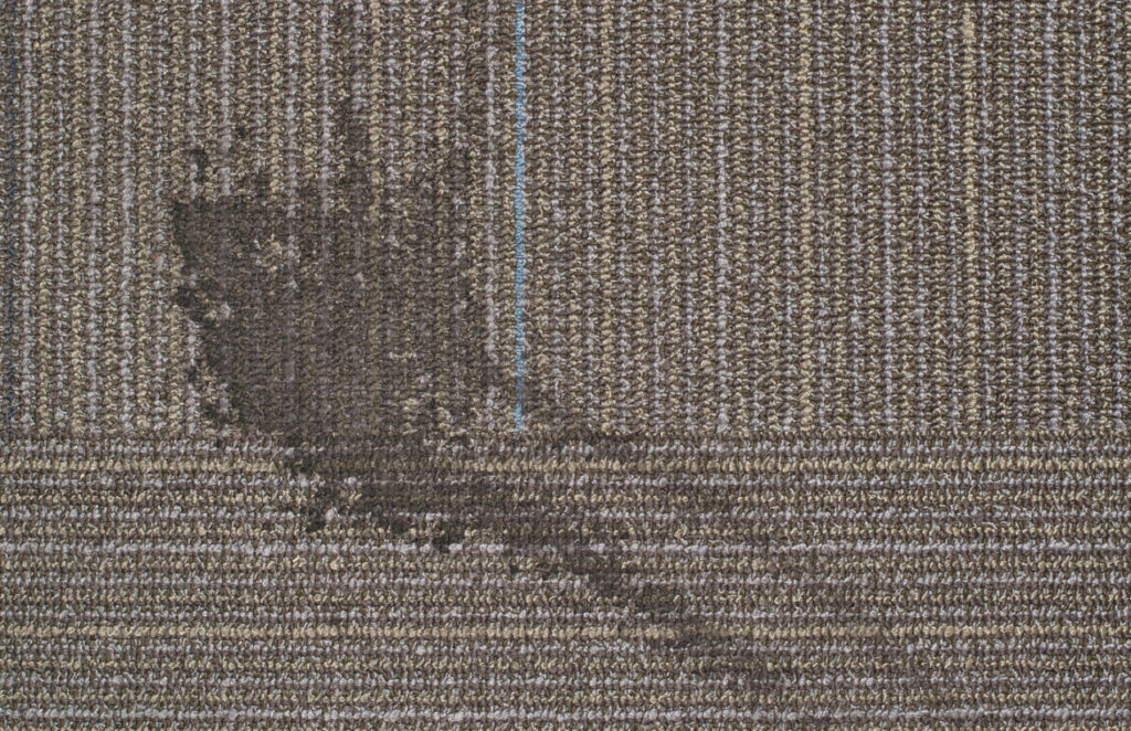 What Will Happen if I Don’t Shampoo My Carpets?