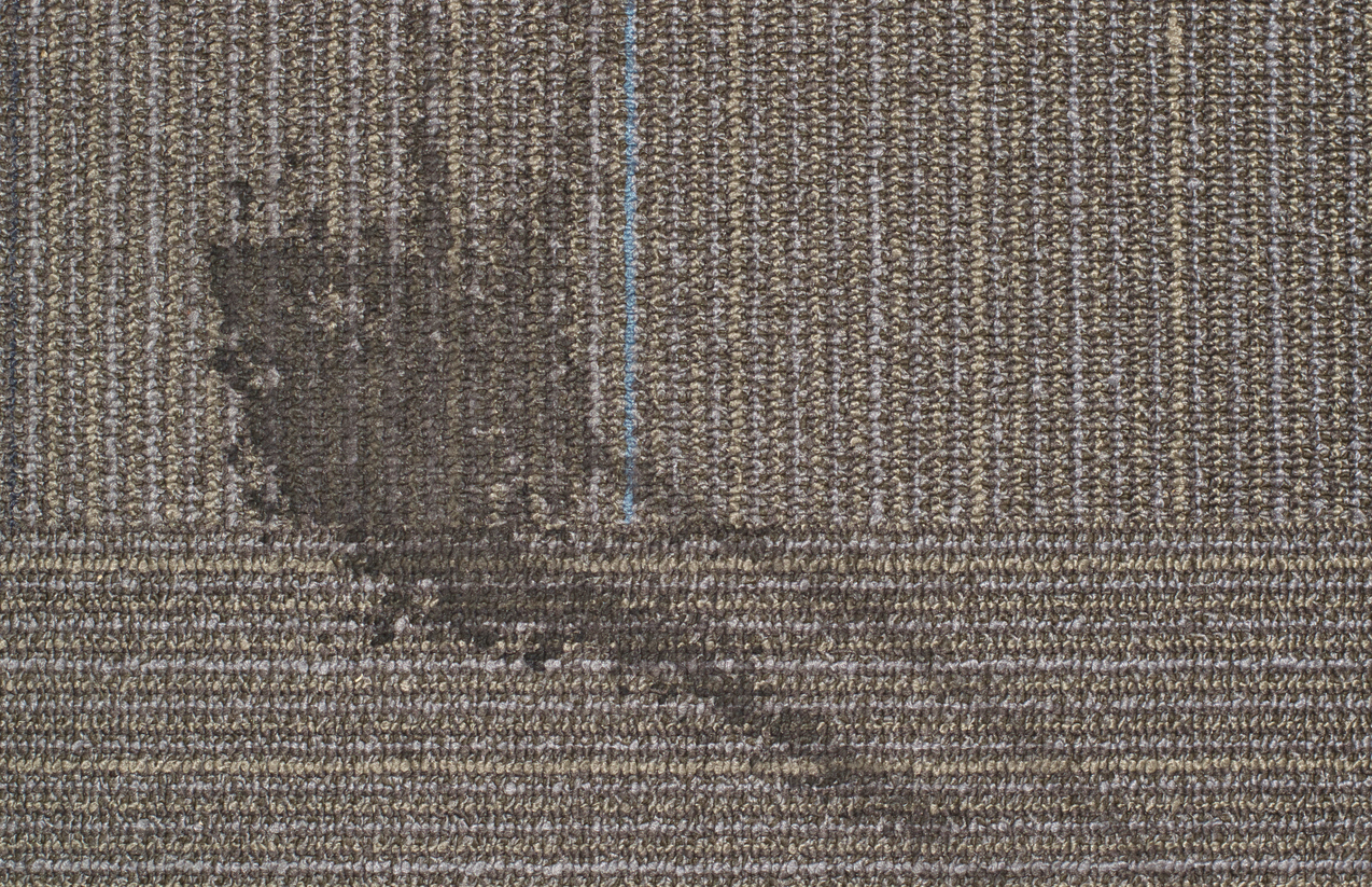 What Will Happen if I Don’t Shampoo My Carpets? Dan Dan The Carpet Man