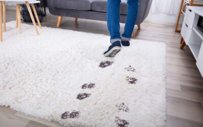 Should I Stop Wearing Shoes While on My Carpet?