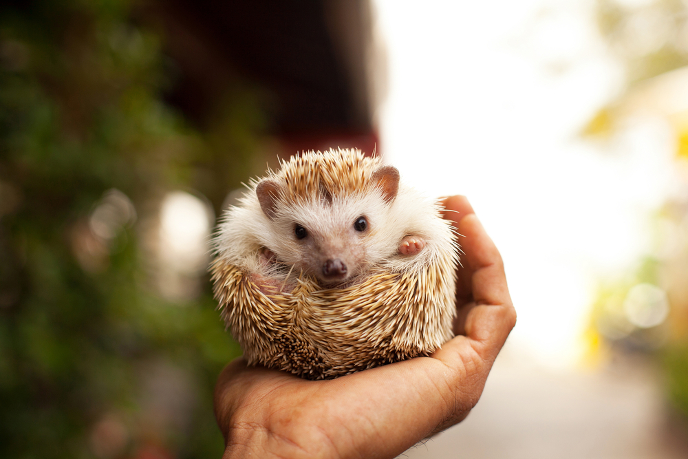 Can I Clean My Carpets if I Have Exotic Pets?